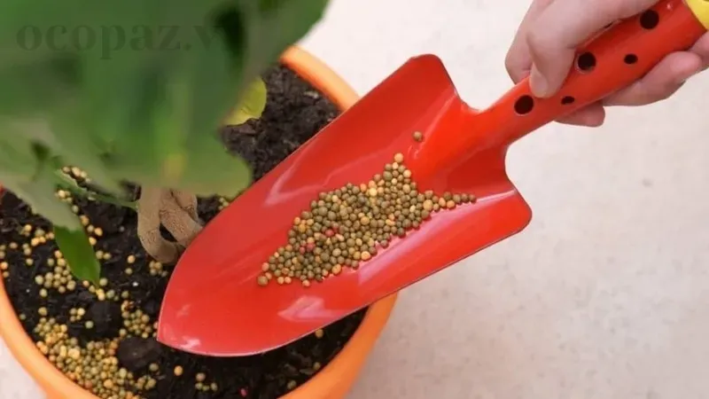 Hướng dẫn bón phân cho cây cảnh trong chậu đúng cách và hiệu quả 7