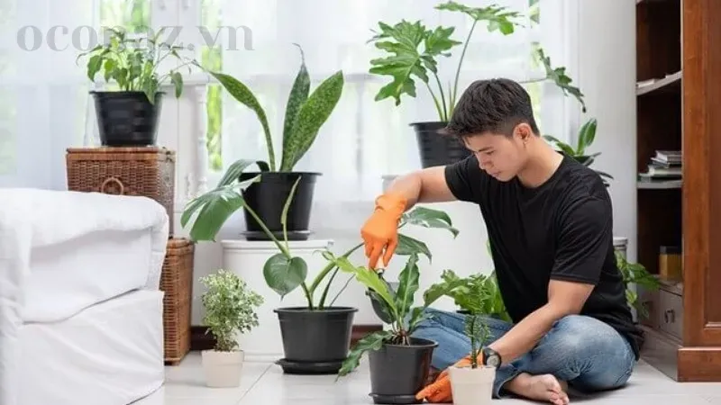 Hướng dẫn bón phân cho cây cảnh trong chậu đúng cách và hiệu quả 2