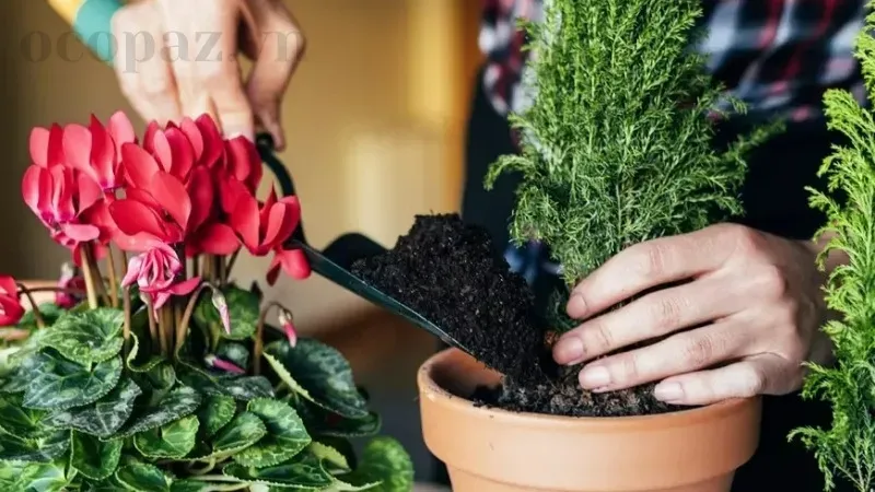 Hướng dẫn bón phân cho cây cảnh trong chậu đúng cách và hiệu quả 3
