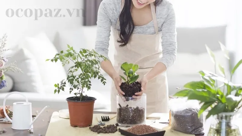 Hướng dẫn bón phân cho cây cảnh trong chậu đúng cách và hiệu quả 4