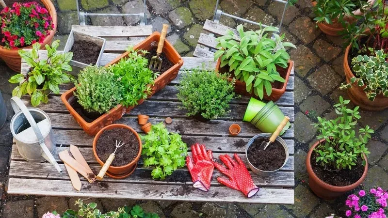 Hướng dẫn bón phân cho cây cảnh trong chậu đúng cách và hiệu quả 6