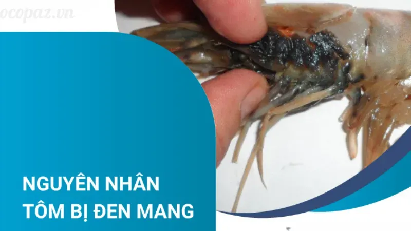 Tôm bị đen mang là bệnh gì? Giải pháp xử lý tôm hiệu quả 2