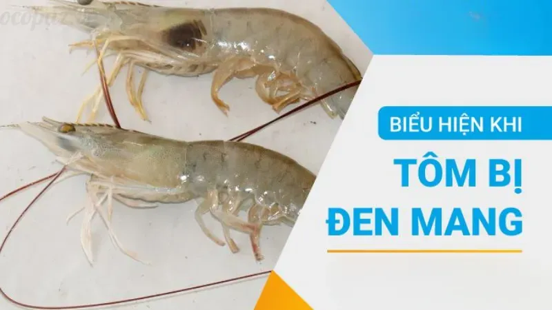 Tôm bị đen mang là bệnh gì? Giải pháp xử lý tôm hiệu quả 3