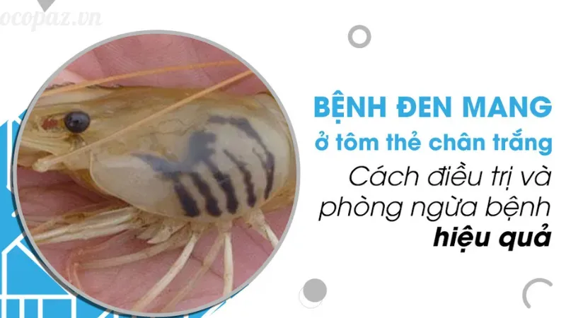 Tôm bị đen mang là bệnh gì? Giải pháp xử lý tôm hiệu quả 6