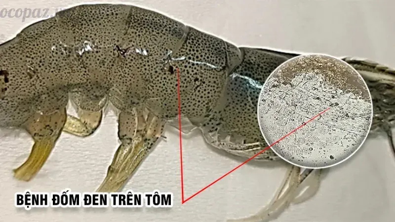 Tôm bị đốm đen do đâu? Cách xử lý triệt để bệnh này 1