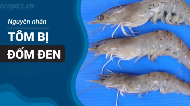 Tôm bị đốm đen do đâu? Cách xử lý triệt để bệnh này 4