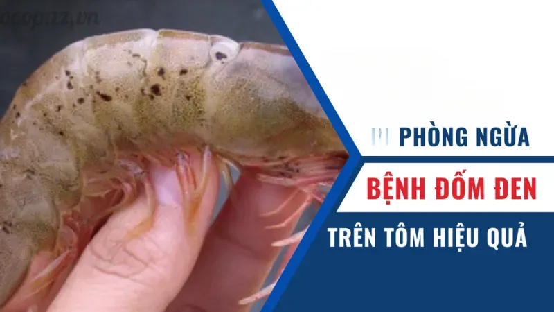 Tôm bị đốm đen do đâu? Cách xử lý triệt để bệnh này 7