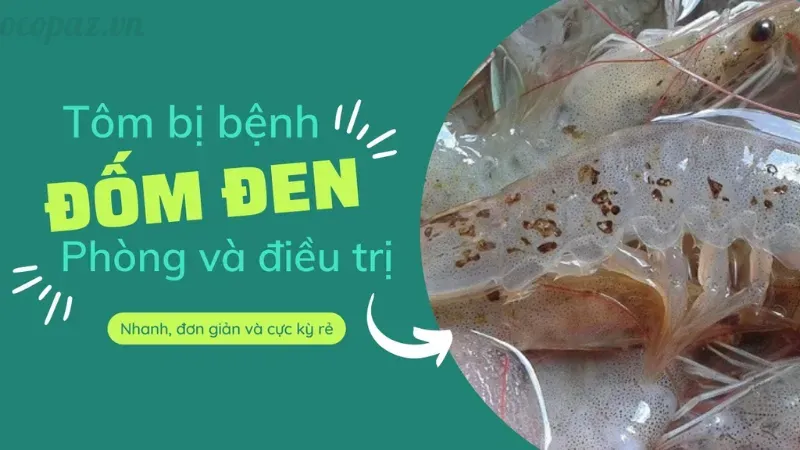 Tôm bị đốm đen do đâu? Cách xử lý triệt để bệnh này 9
