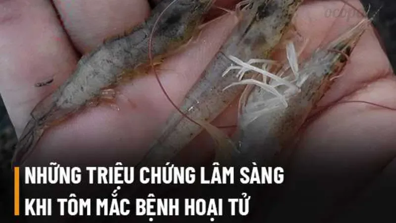 Tôm bị hoại tử cơ - Cách chăm sóc và phòng tránh tốt nhất 3