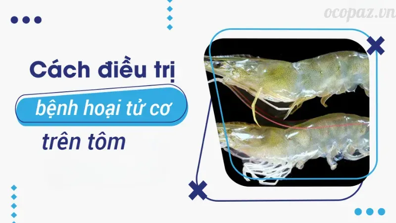 Tôm bị hoại tử cơ - Cách chăm sóc và phòng tránh tốt nhất 4