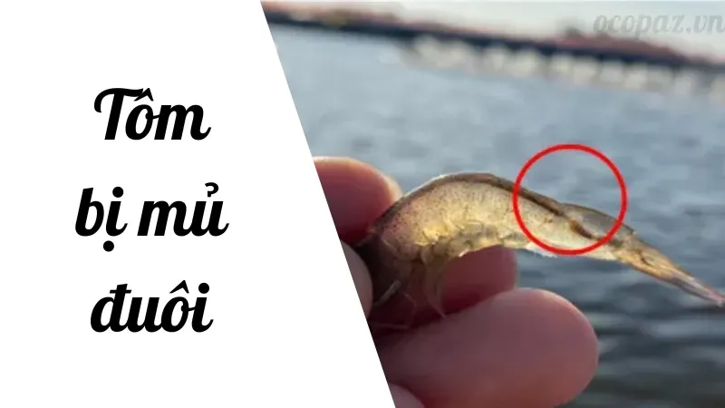 Tôm bị mủ đuôi có nguy hiểm không? Cách xử lý nhanh 1