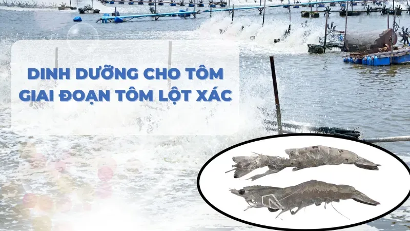 Tôm bị mủ đuôi có nguy hiểm không? Cách xử lý nhanh 4