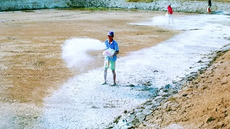Tôm bị mủ đuôi có nguy hiểm không? Cách xử lý nhanh 5