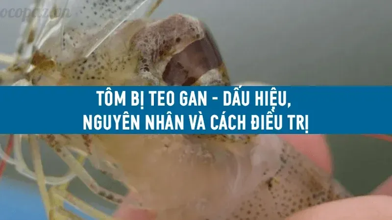 Nguyên nhân và cách xử lý hiệu quả khi tôm bị teo gan 2