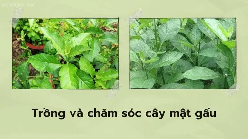 Cách trồng và chăm sóc cây mật gấu