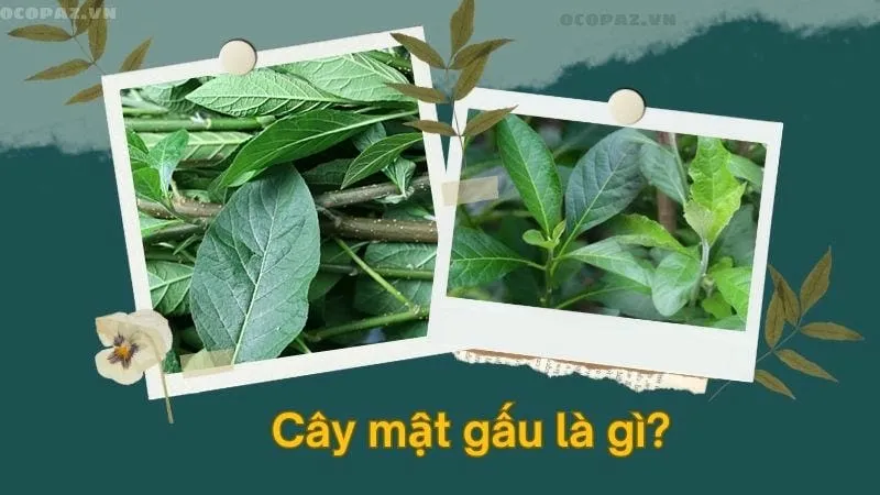 Cây mật gấu là gì?
