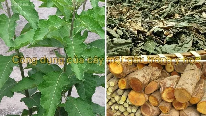 Công dụng của cây mật gấu trong y học