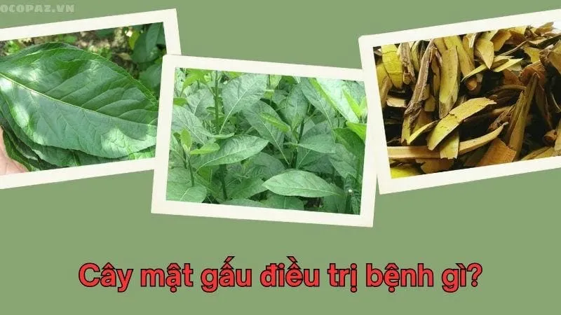 Cây mật gấu điều trị bệnh gì?