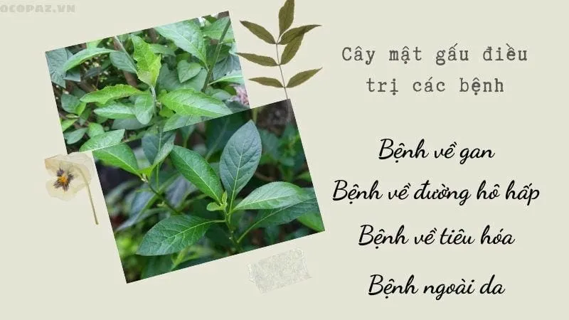 Cây mật gấu điểu trị các bệnh