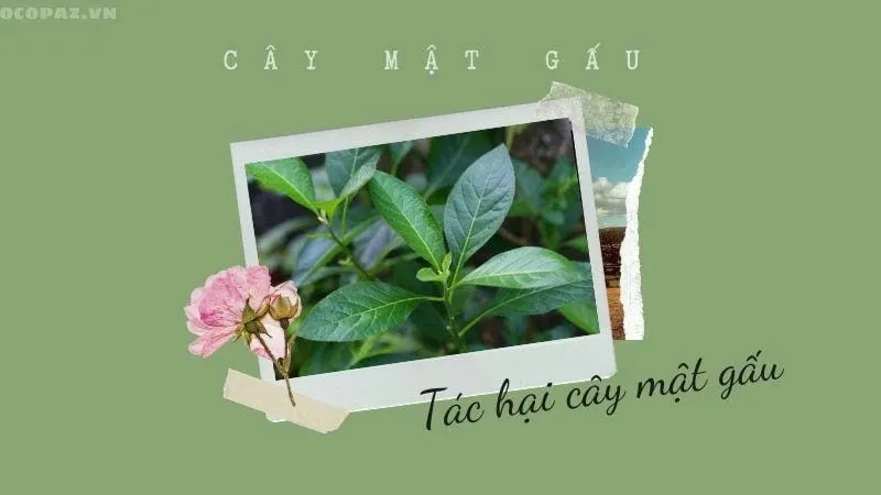 Tác hại của cây mật gấu