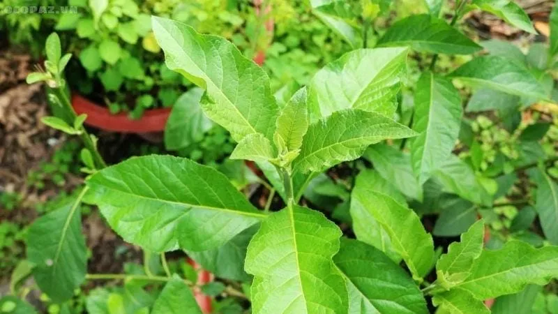 Những người không nên dùng cây mật gấu