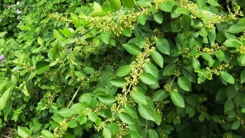 Trong y học hiện đại