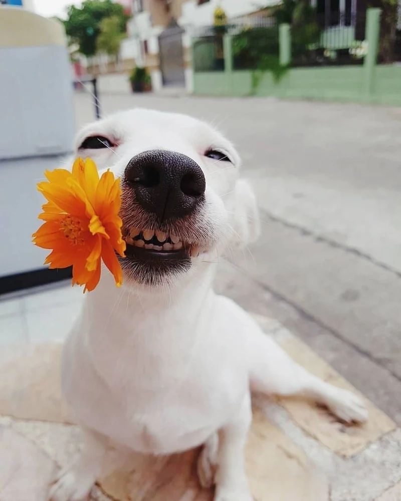 Snoop dogg meme thú vị và sáng tạo, gợi nhắc tới rapper huyền thoại.