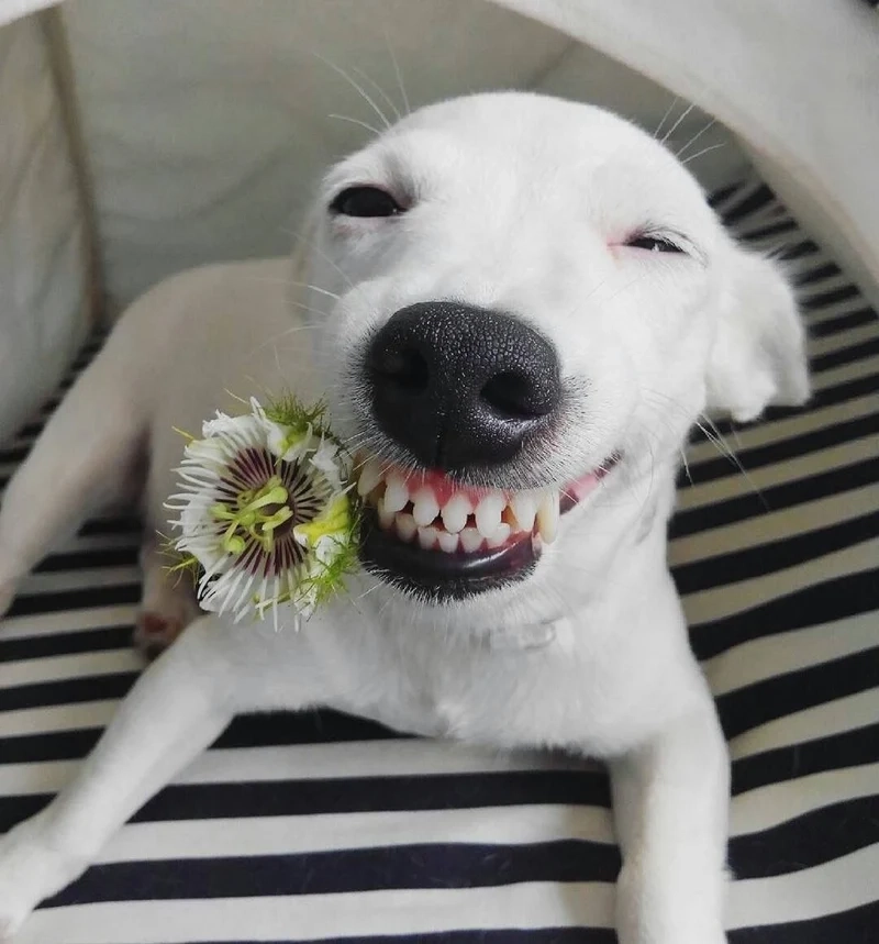 Sus dog meme độc đáo và hài hước, phù hợp cho mọi tình huống bất ngờ.