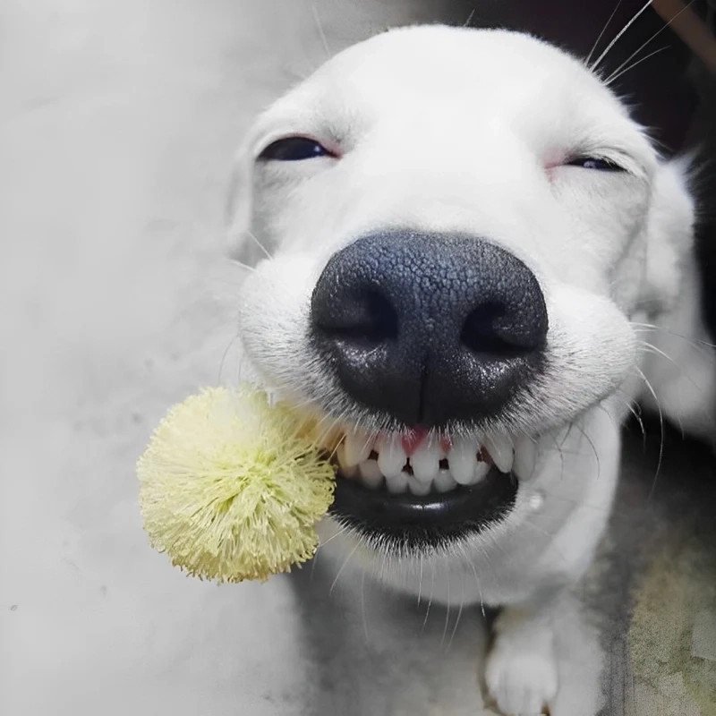 Dogs meme coin nổi bật với sự hài hước từ cộng đồng yêu chó.