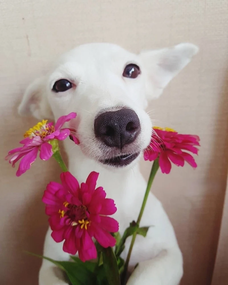 Doggo go meme ghép 3 ô sáng tạo và độc đáo, làm tăng sự thích thú.
