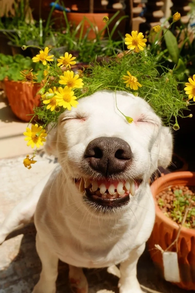 Dogs meme ngộ nghĩnh và đáng yêu, làm bùng nổ tiếng cười trên mạng.