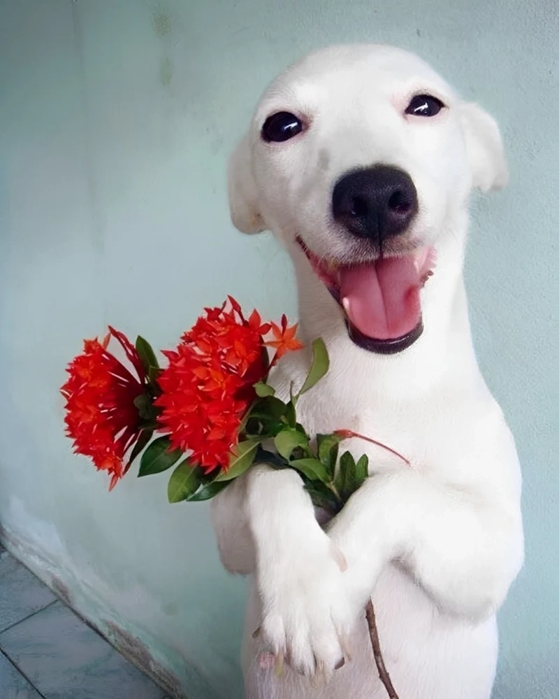 Meme dogs thú vị và hài hước, thu hút mọi tín đồ yêu chó.