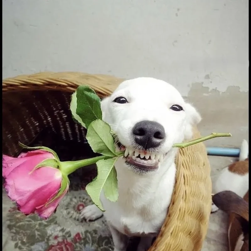 Dog meme png tiện lợi và sáng tạo, phù hợp cho mọi nội dung chế.