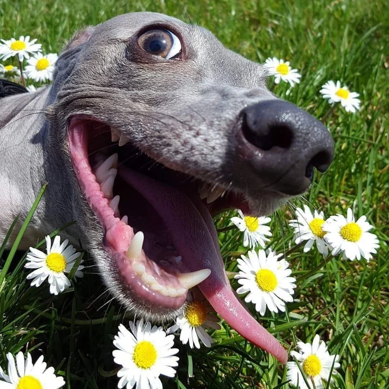 Meme dog funny mang đến tiếng cười qua những hình ảnh chế sáng tạo.