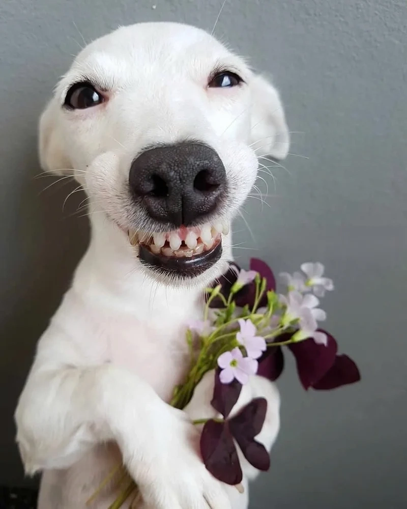 Meme dog cute thu hút bởi sự dễ thương và đáng yêu của các chú chó.