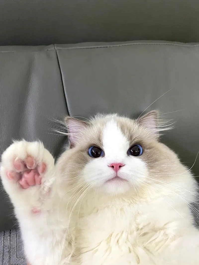 Avatar mèo cute meme là lựa chọn hoàn hảo để làm nổi bật cá tính.