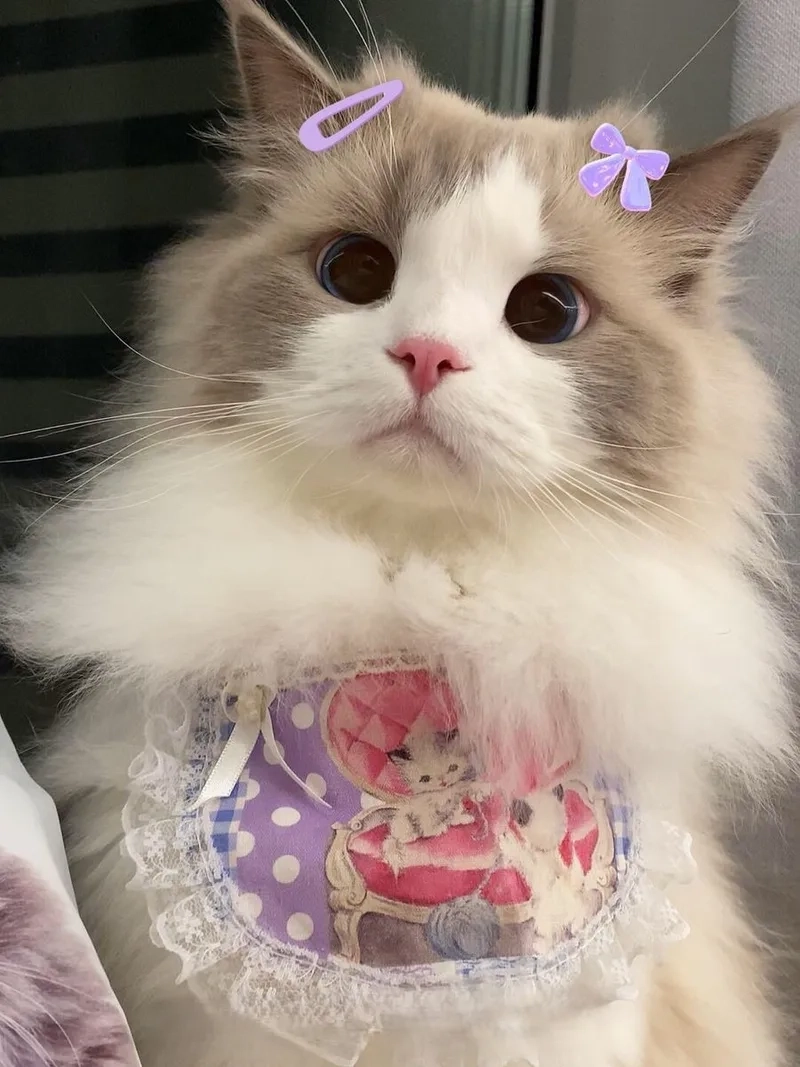 Avatar ảnh meme avatar vô tri mang nét hài hước và sáng tạo độc đáo.