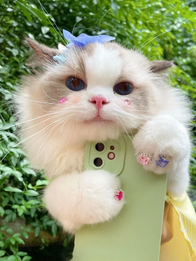 Ảnh chó meme vô tri vui nhộn, làm bạn thêm yêu đời mỗi ngày.