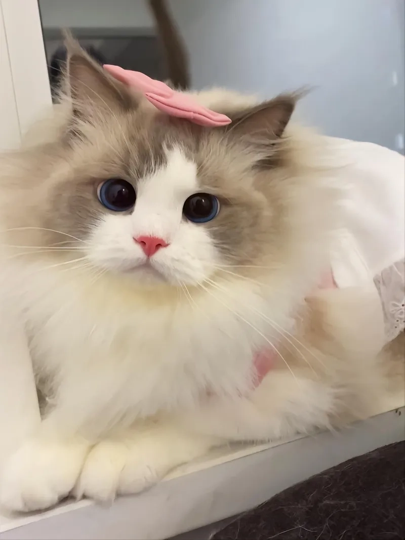 Avatar mèo vô tri meme dễ thương, vừa hài hước lại vừa đáng yêu, phù hợp làm ảnh đại diện.
