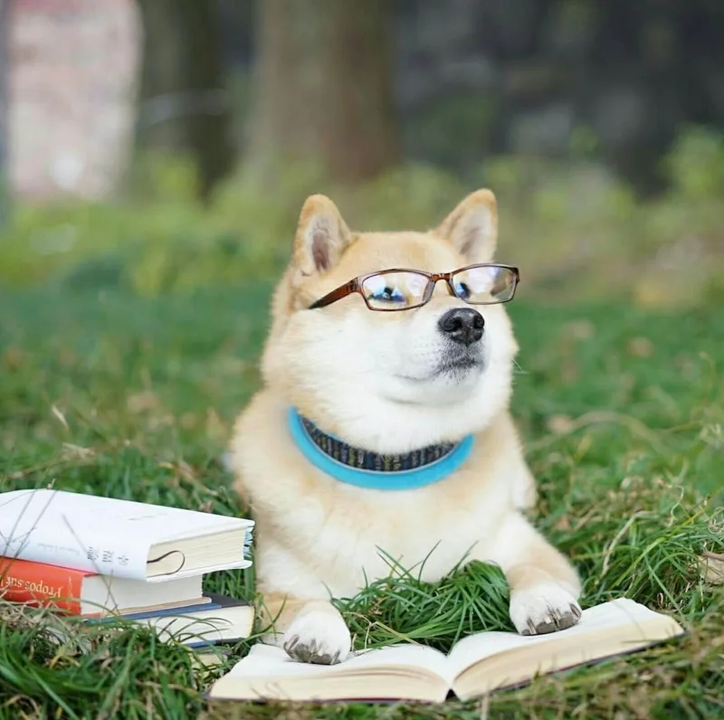 Ảnh meme ảnh vô tri đậm chất sáng tạo, thể hiện cá tính độc đáo trong từng biểu cảm.