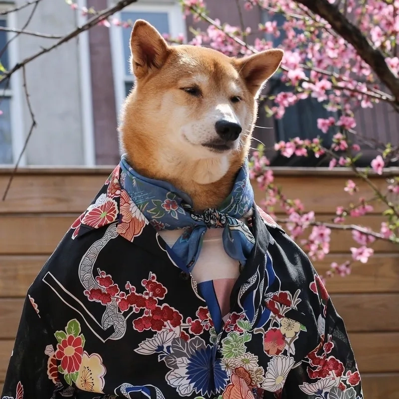 Meme mèo vô tri là sự kết hợp hoàn hảo giữa nét hài hước và đáng yêu của mèo.