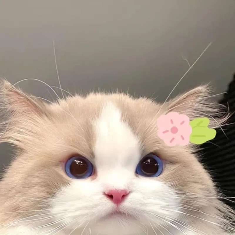 Vô tri meme mèo khóc cute vừa dễ thương, vừa gợi lên cảm giác đồng cảm sâu sắc.