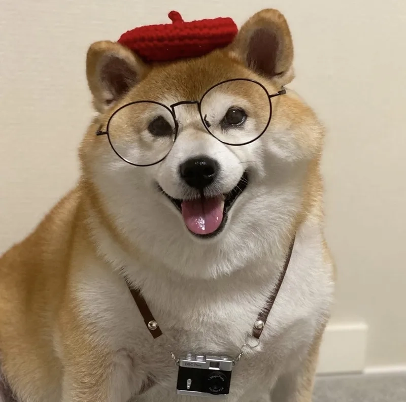 Ảnh meme avatar vô tri mèo được yêu thích vì sự đáng yêu và hài hước khó cưỡng.