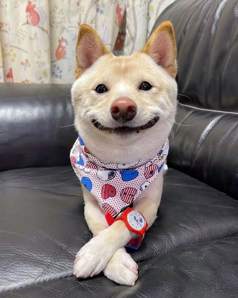 Vô tri meme là biểu tượng của sự ngộ nghĩnh và hài hước, khiến người xem bật cười ngay từ ánh nhìn đầu tiên.