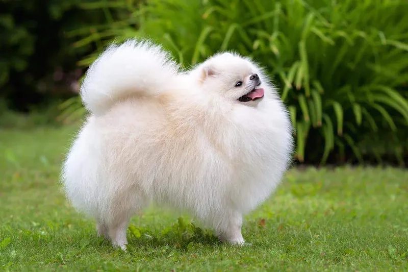 Tỏa sáng với avatar vô tri hài hước cute đầy sáng tạo
