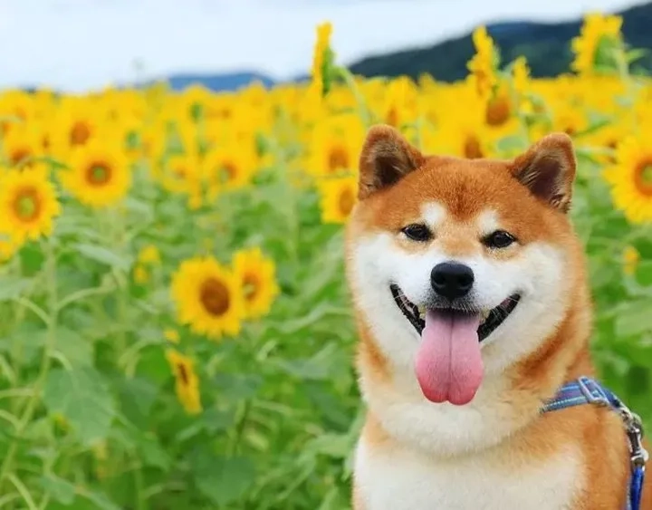 Hình nền shiba mang lại sự dễ thương cho mọi thiết bị 