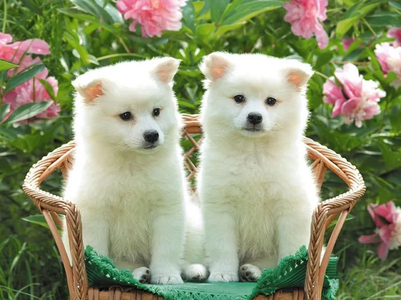 Hình nền shiba cute giúp mỗi ngày thêm niềm vui 