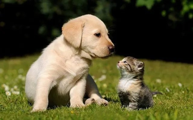 Ảnh nền chó shiba đáng yêu cho mọi góc nhìn 