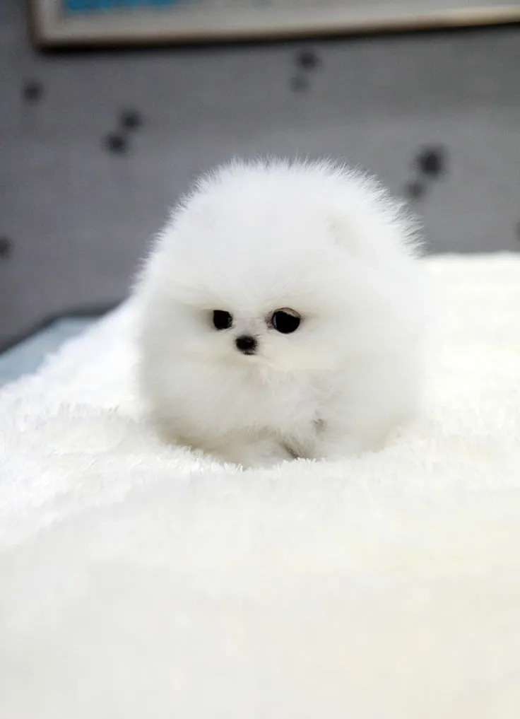 Tăng phần vui nhộn với hình nền chó shiba hoạt hình 
