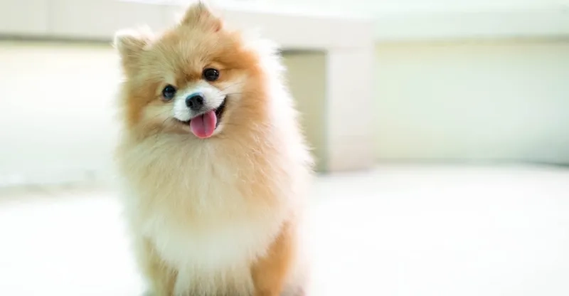 Avatar chó corgi thể hiện phong cách tinh nghịch 